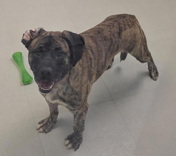Enlarge Romeo, a Adoptable mixed breed in Winnipeg, MB image 1/1