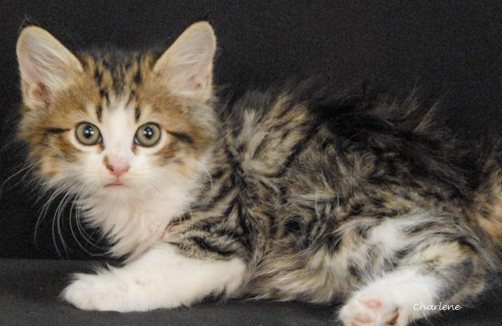 Skip-Bo, Adoptable, Kitten Female Tabby.