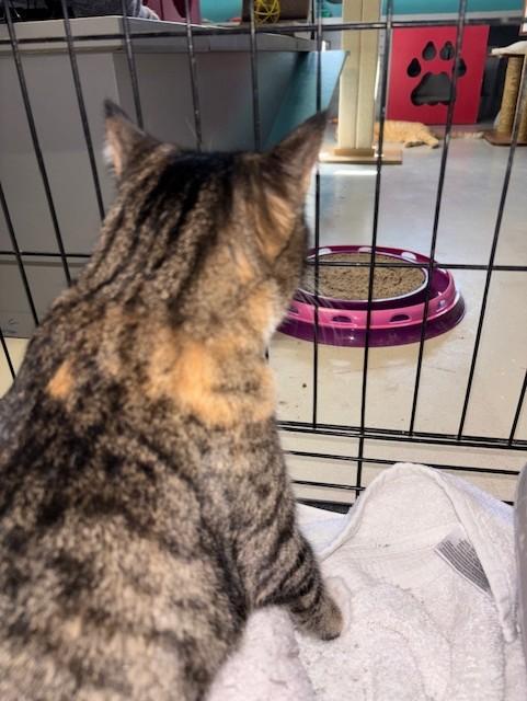 Enlarge Unique, an adoptable Torbie in Phoenix, AZ image 5/5