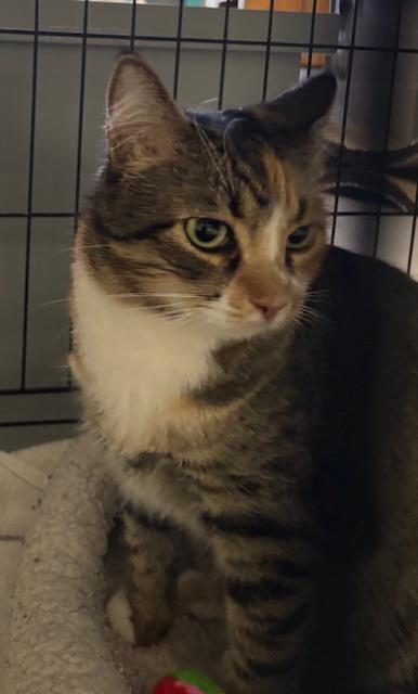 Enlarge Unique, an adoptable Torbie in Phoenix, AZ image 2/5