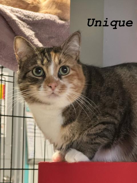 Enlarge Unique, an adoptable Torbie in Phoenix, AZ image 1/5