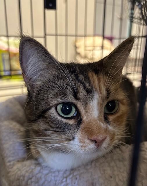 Enlarge Unique, an adoptable Torbie in Phoenix, AZ image 3/5