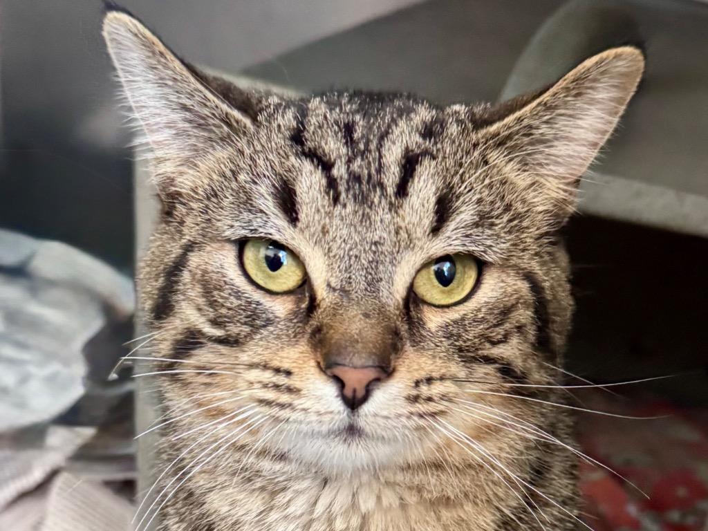 Enlarge Clawdratic Formula, a Adoptable Tabby in Powell, OH image 1/1