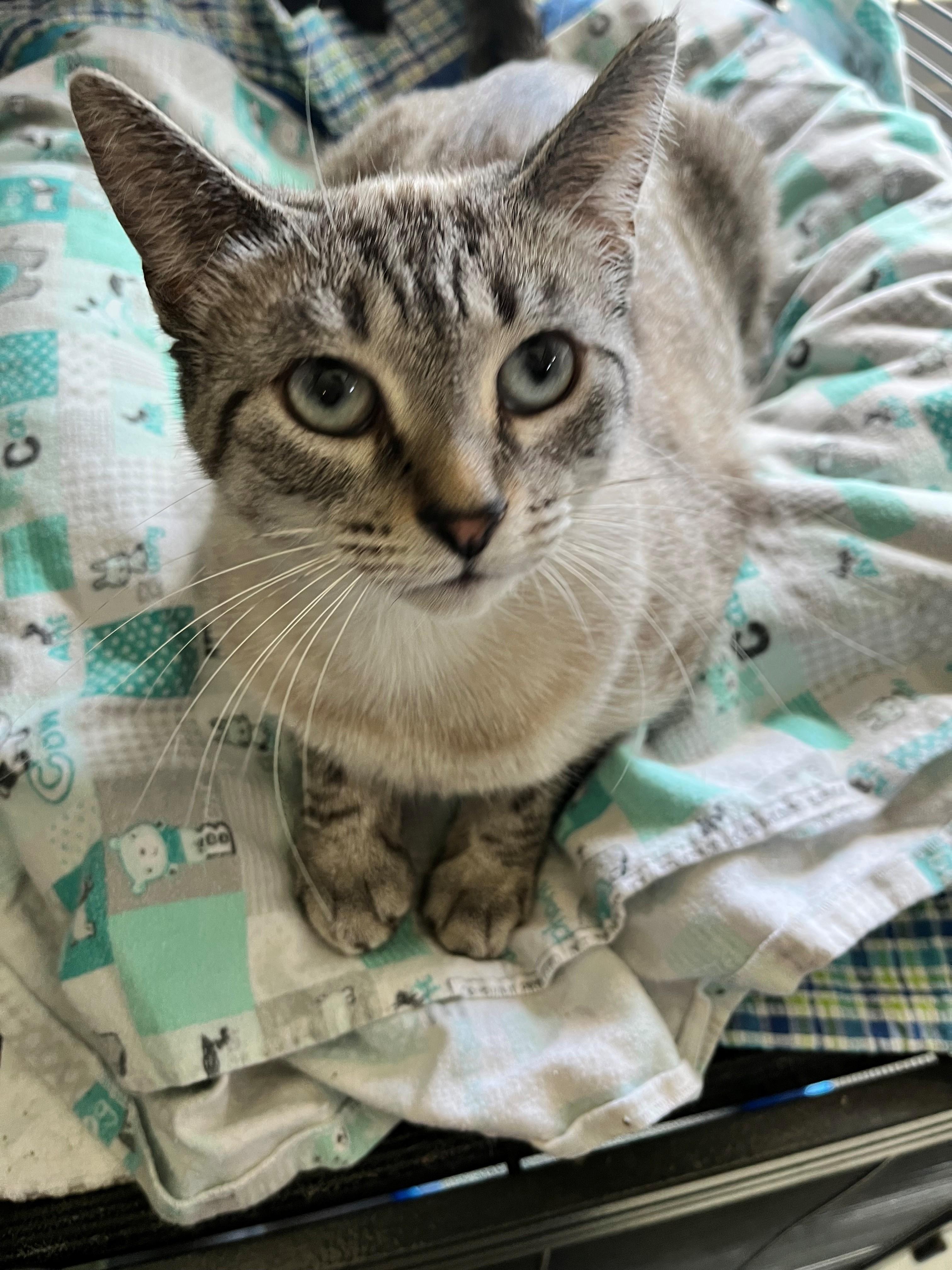 Leah, an adopted mixed breed in Freeland, MI image 1/2