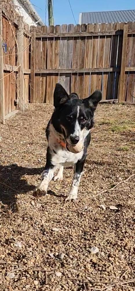 June KY, a Adoptable Australian Terrier in Evansville, IN image 1/6