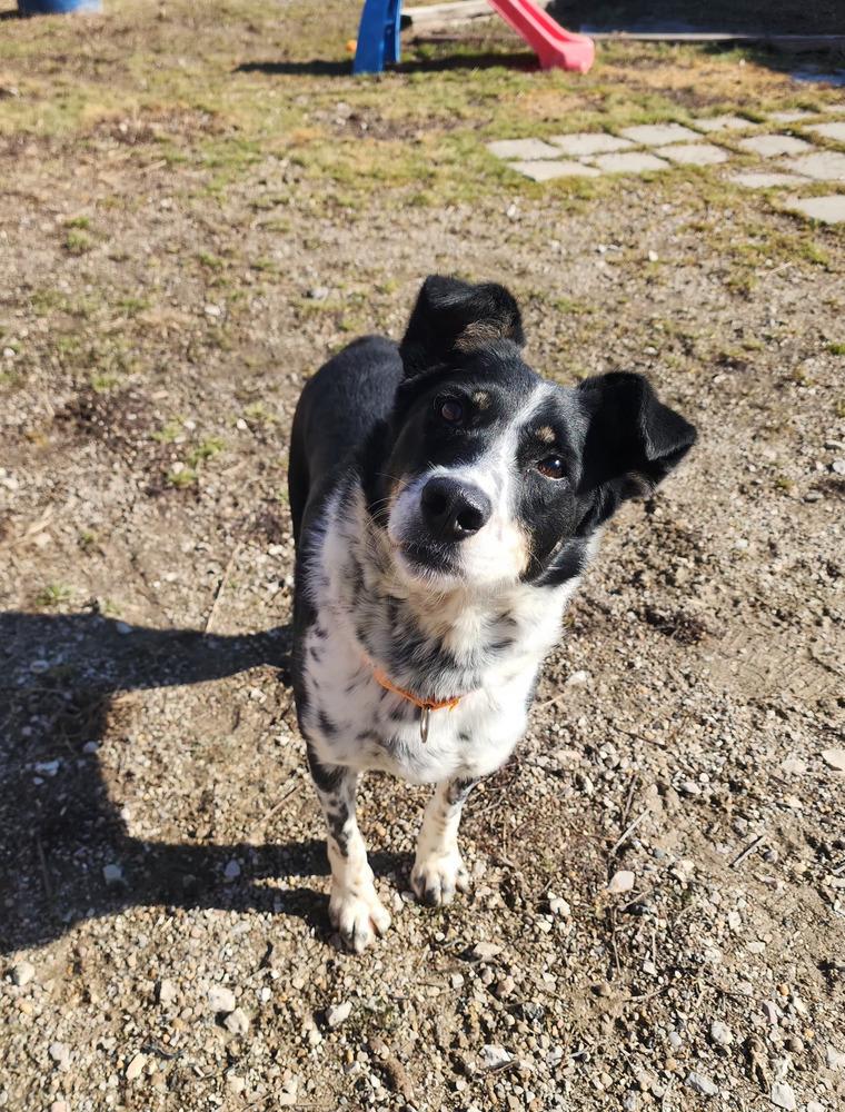 June KY, a Adoptable Australian Terrier in Evansville, IN image 2/6