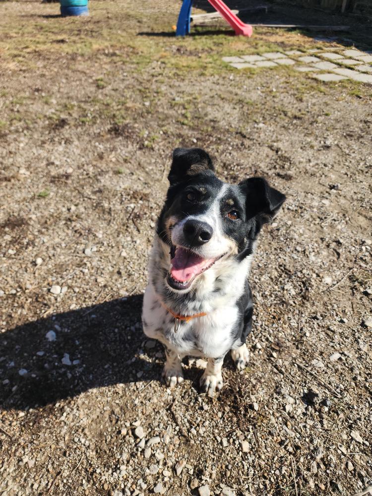 June KY, a Adoptable Australian Terrier in Evansville, IN image 3/6