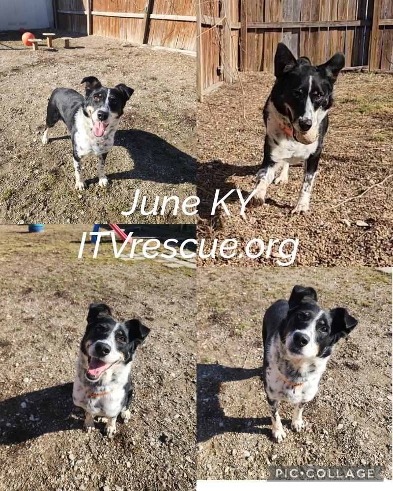 June KY, a Adoptable Australian Terrier in Evansville, IN image 5/6