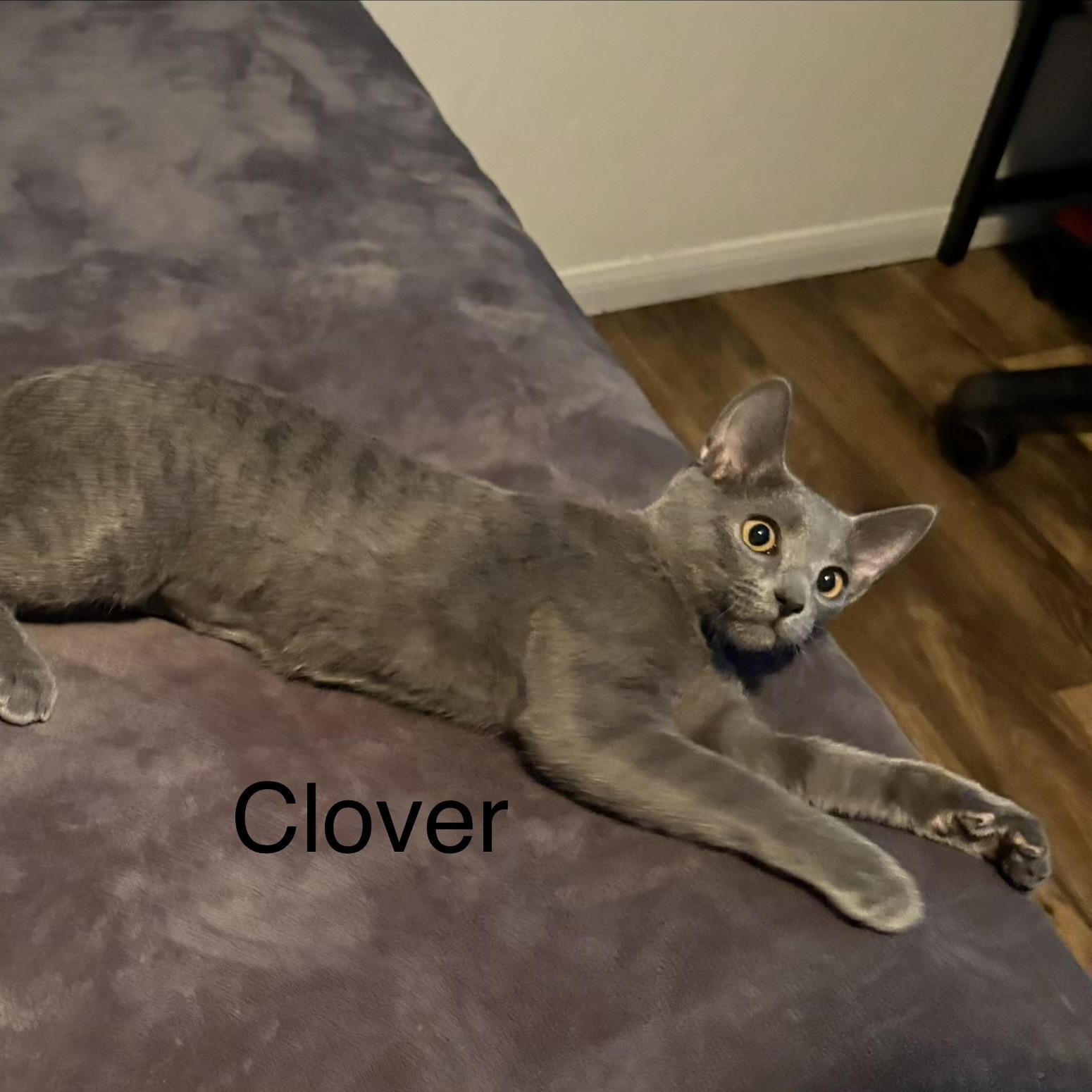 Enlarge Clover, a Adoptable Domestic Short Hair in Chandler, AZ image 2/2