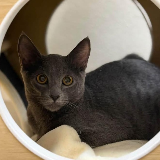 Clover, Adoptable, Kitten Female Domestic Short Hair.