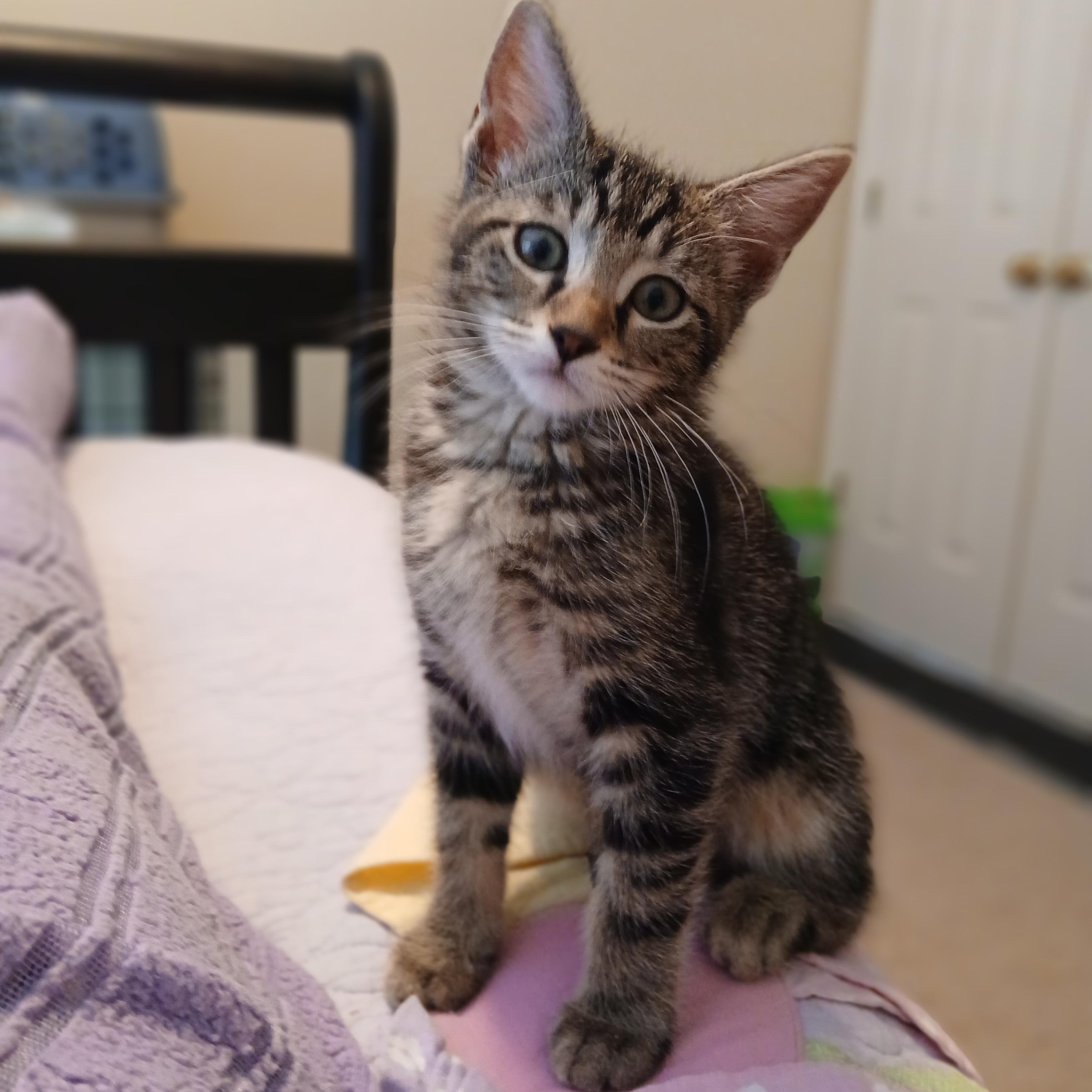 Ayla, ADOPTABLE, Kitten Female Domestic Short Hair.