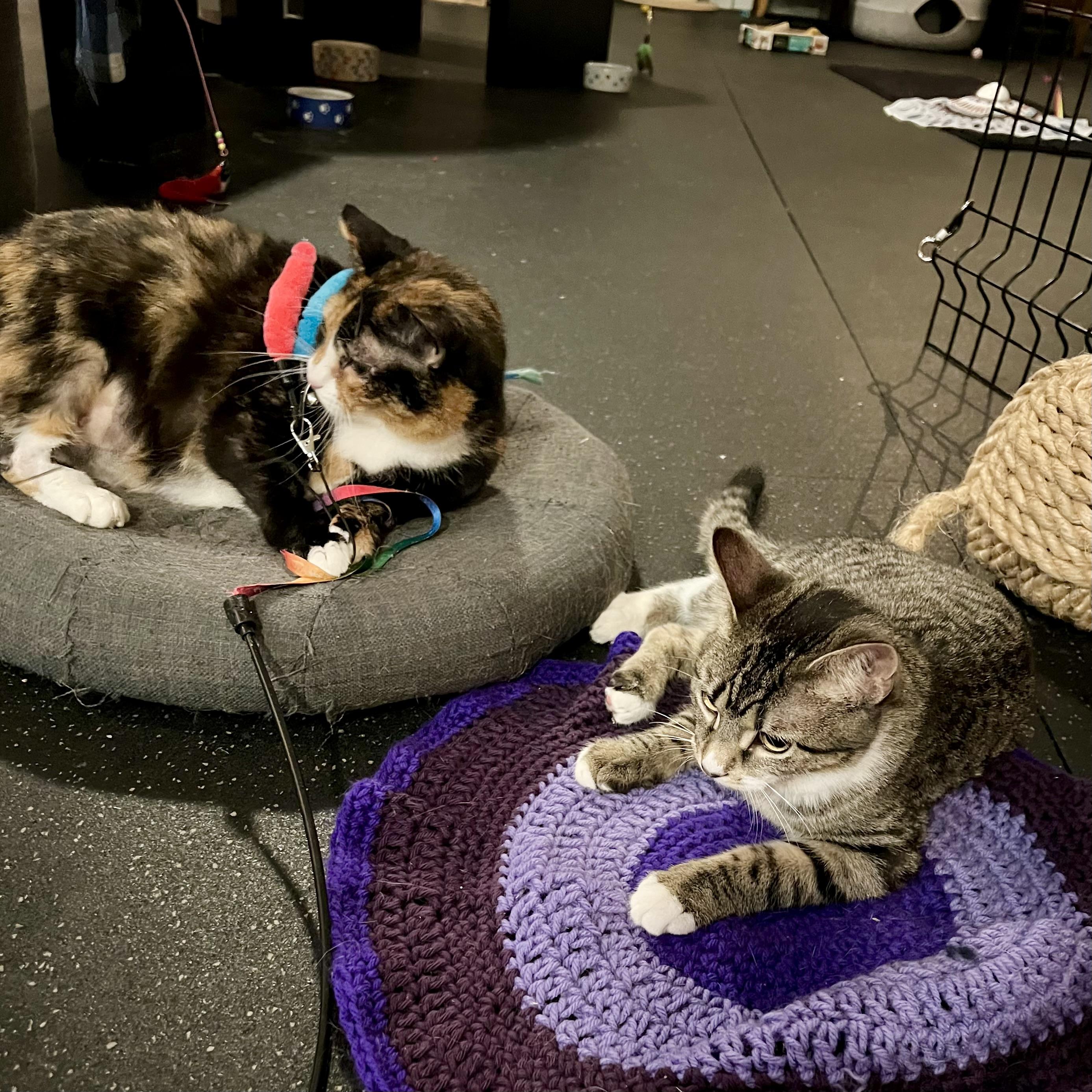 Enlarge Maybelline, a other Domestic Short Hair in Lake Geneva, WI image 4/6