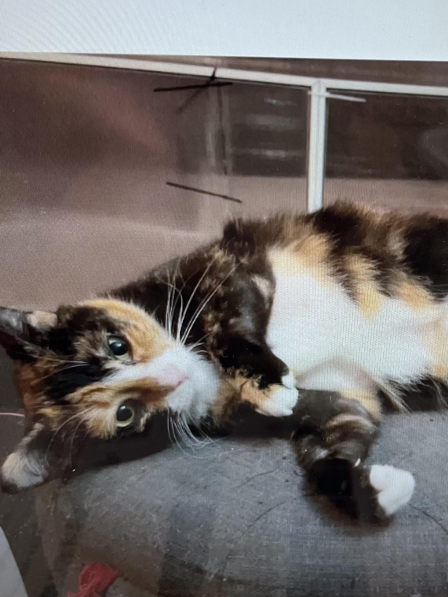 Maybelline, a Adoptable Domestic Short Hair in Lake Geneva, WI image 1/6