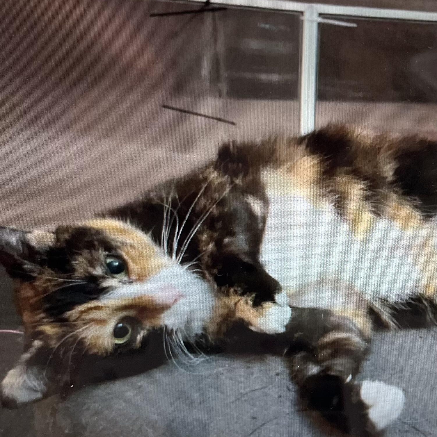 Enlarge Maybelline, a Adoptable Domestic Short Hair in Lake Geneva, WI image 1/6