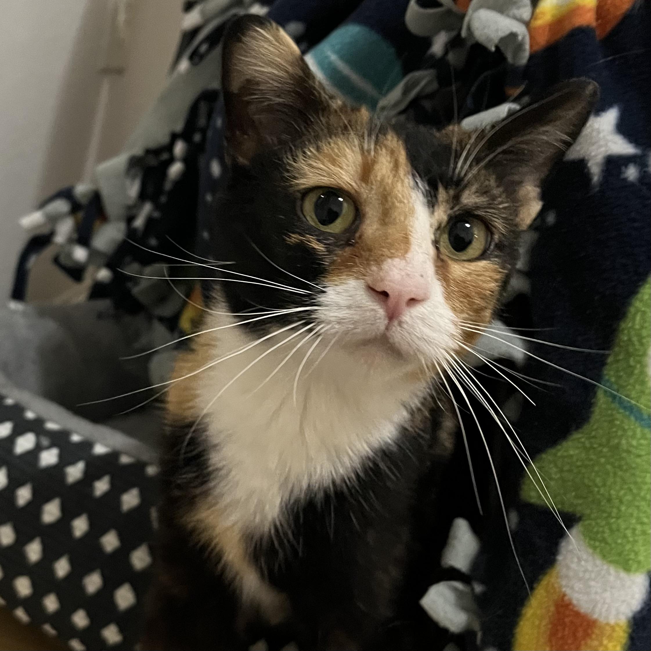 Maybelline, a Adoptable Domestic Short Hair in Lake Geneva, WI image 5/6