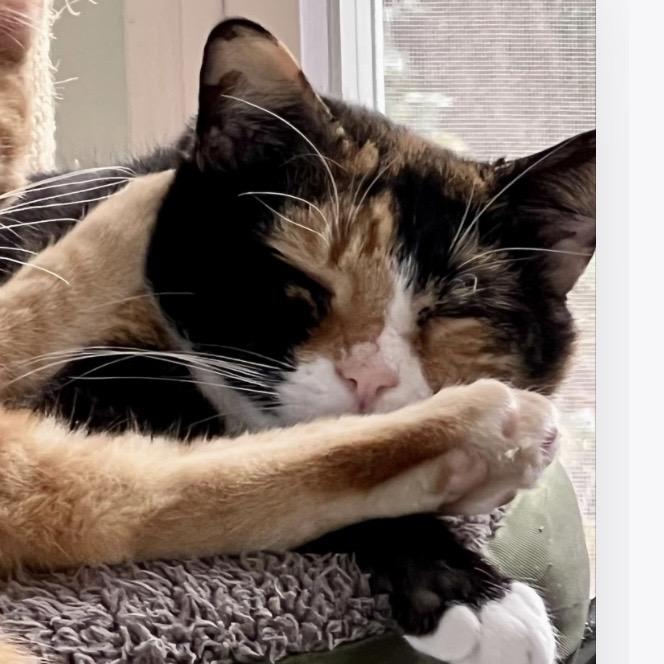 Enlarge Maybelline, a other Domestic Short Hair in Lake Geneva, WI image 1/6