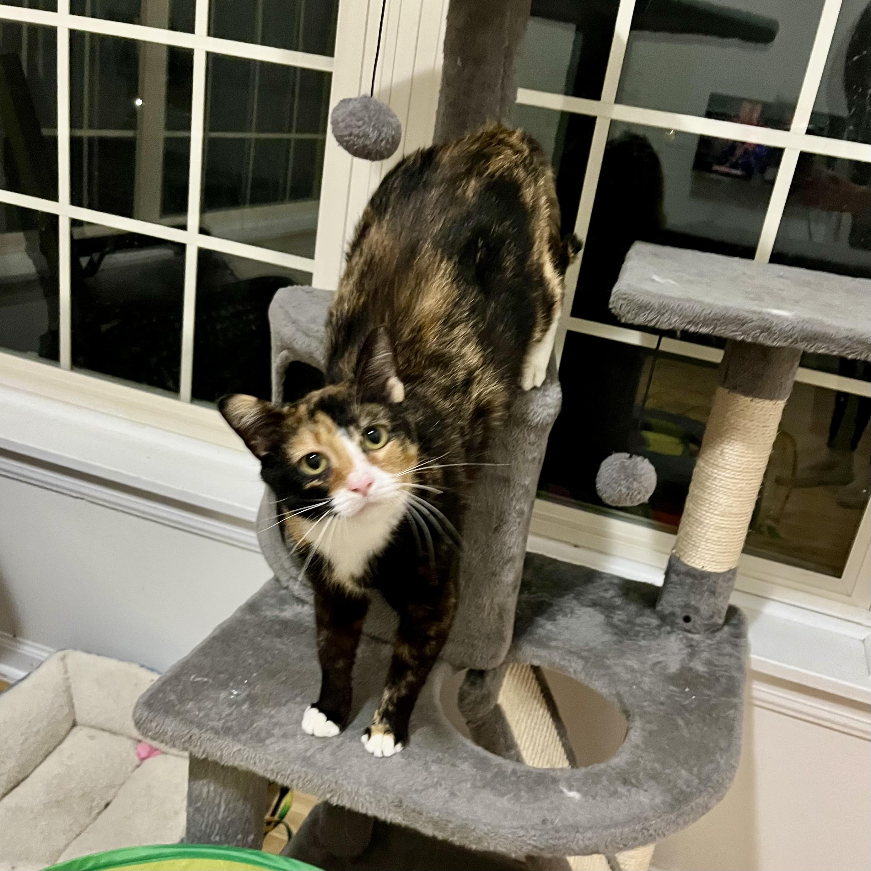 Maybelline, a Adoptable Domestic Short Hair in Lake Geneva, WI image 6/6