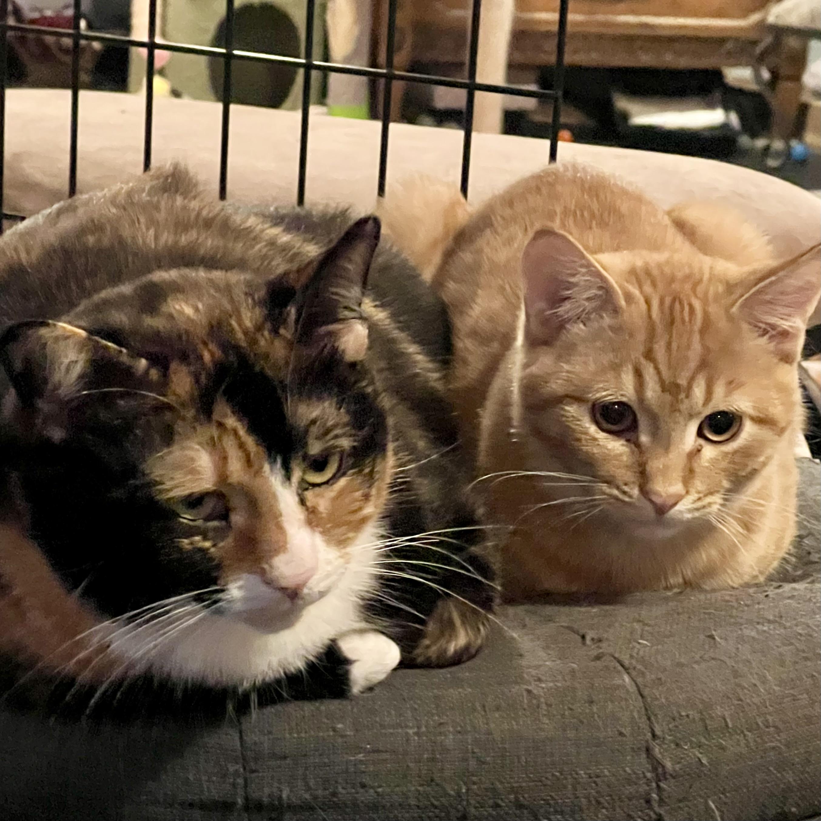 Maybelline, a Adoptable Domestic Short Hair in Lake Geneva, WI image 2/6