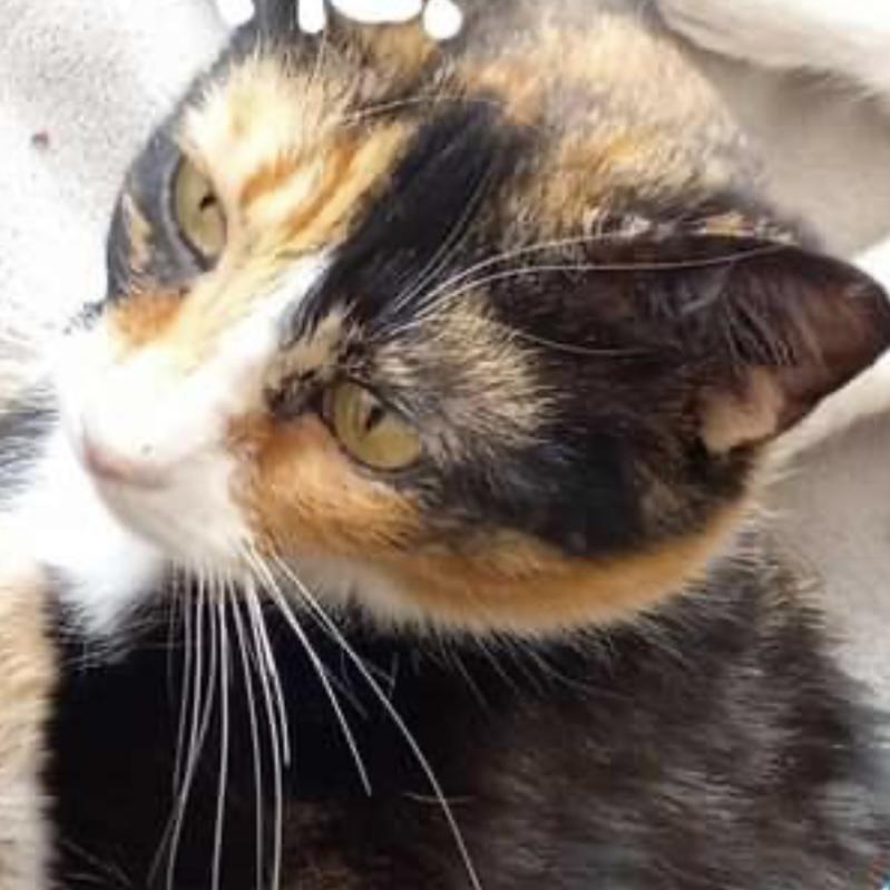 Maybelline, a Adoptable Domestic Short Hair in Lake Geneva, WI image 4/6