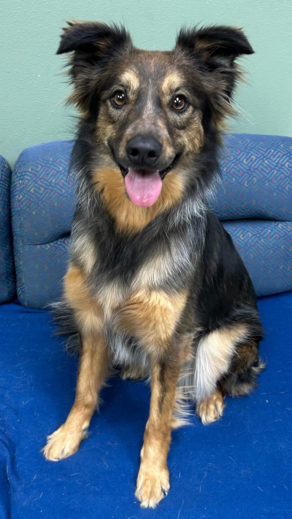 Enlarge Sally, an adopted mixed breed in Neillsville, WI image 2/5