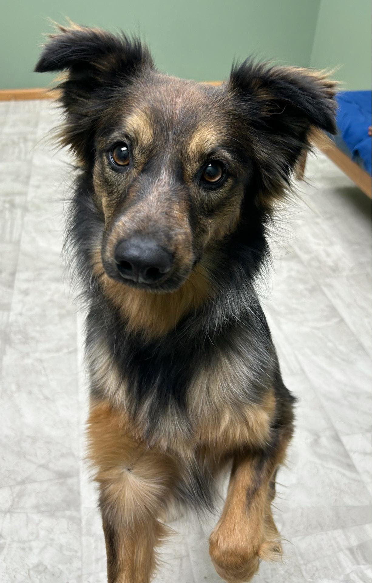 Enlarge Sally, an adopted mixed breed in Neillsville, WI image 1/5