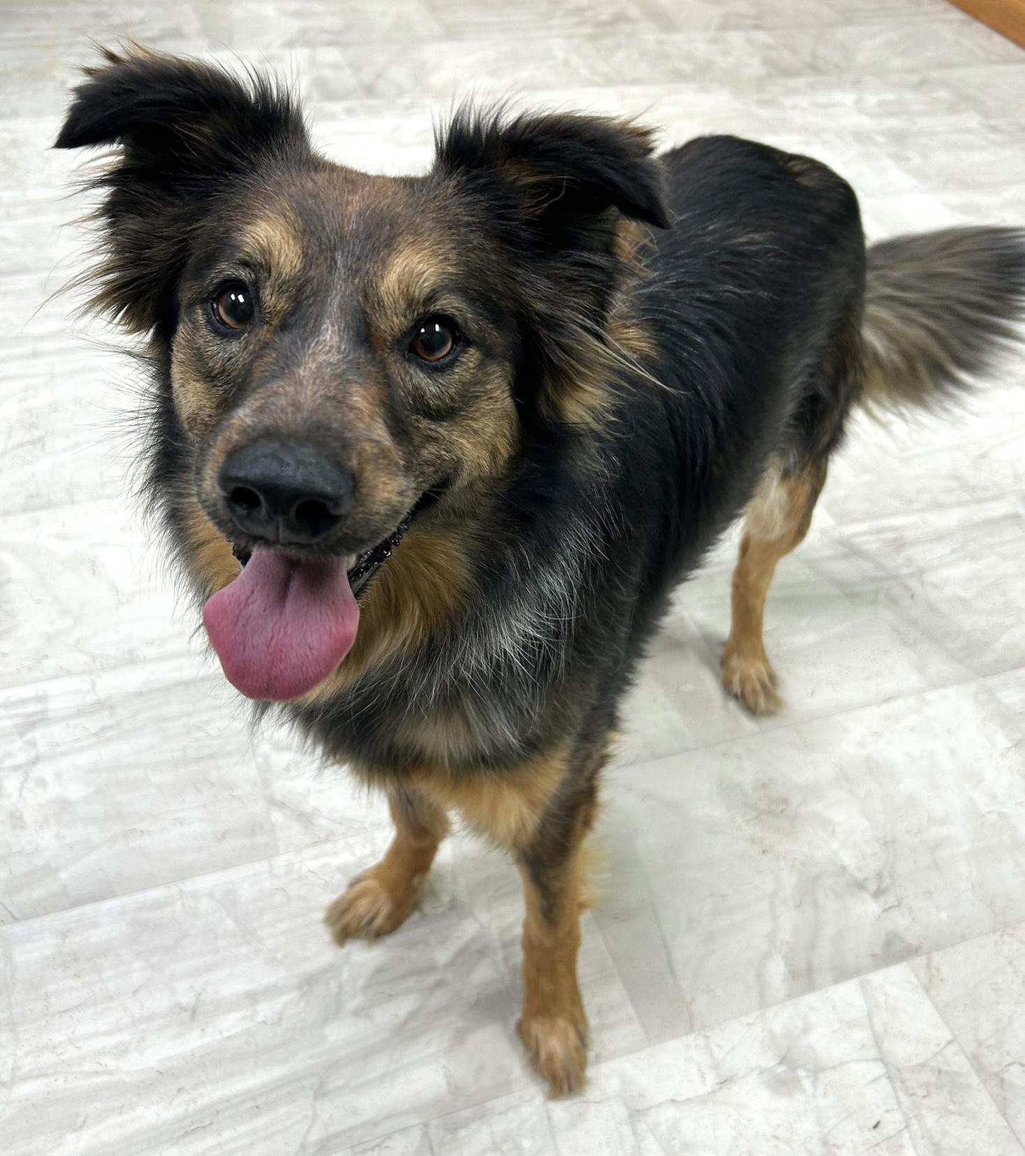 Enlarge Sally, an adopted mixed breed in Neillsville, WI image 3/5