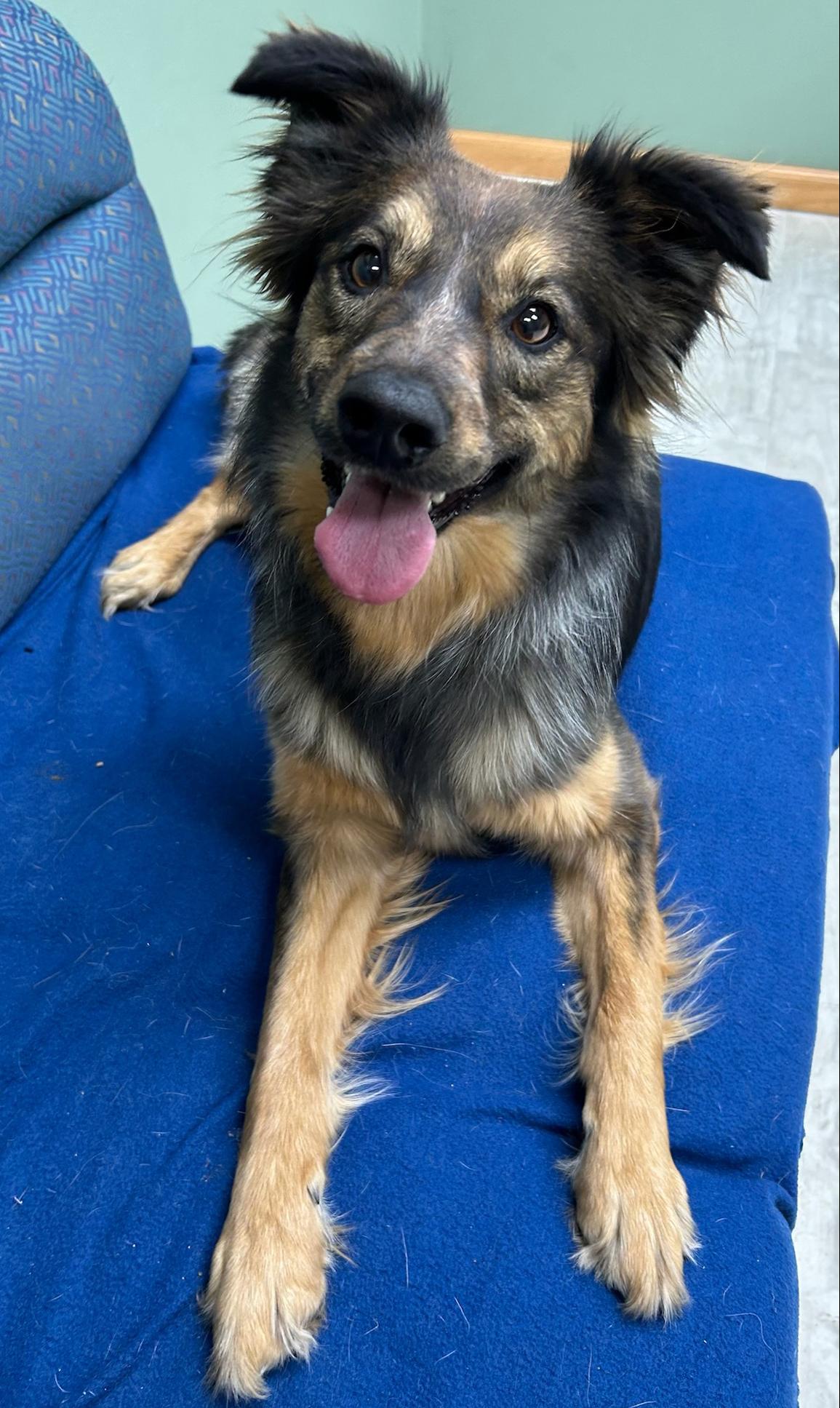 Enlarge Sally, an adopted mixed breed in Neillsville, WI image 4/5