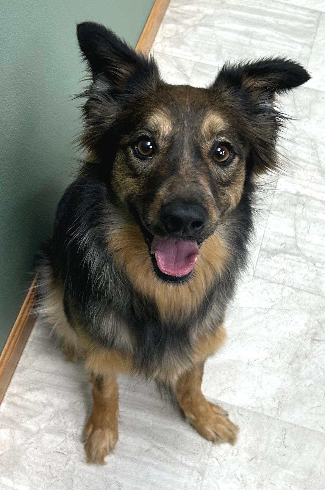 Enlarge Sally, an adopted mixed breed in Neillsville, WI image 5/5