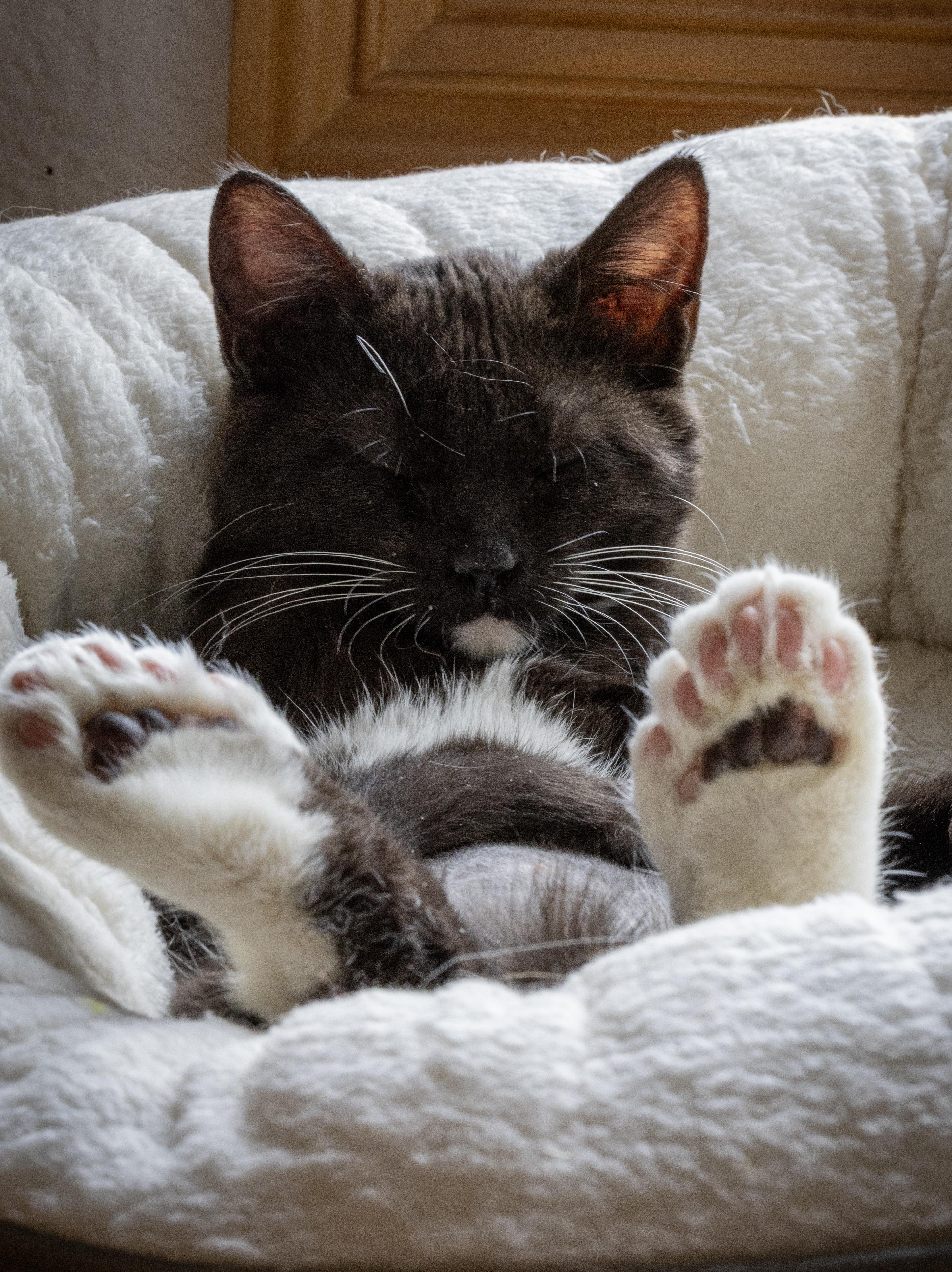 Enlarge Thumbelina Shah, an adopted Domestic Short Hair in Denver, CO image 3/6