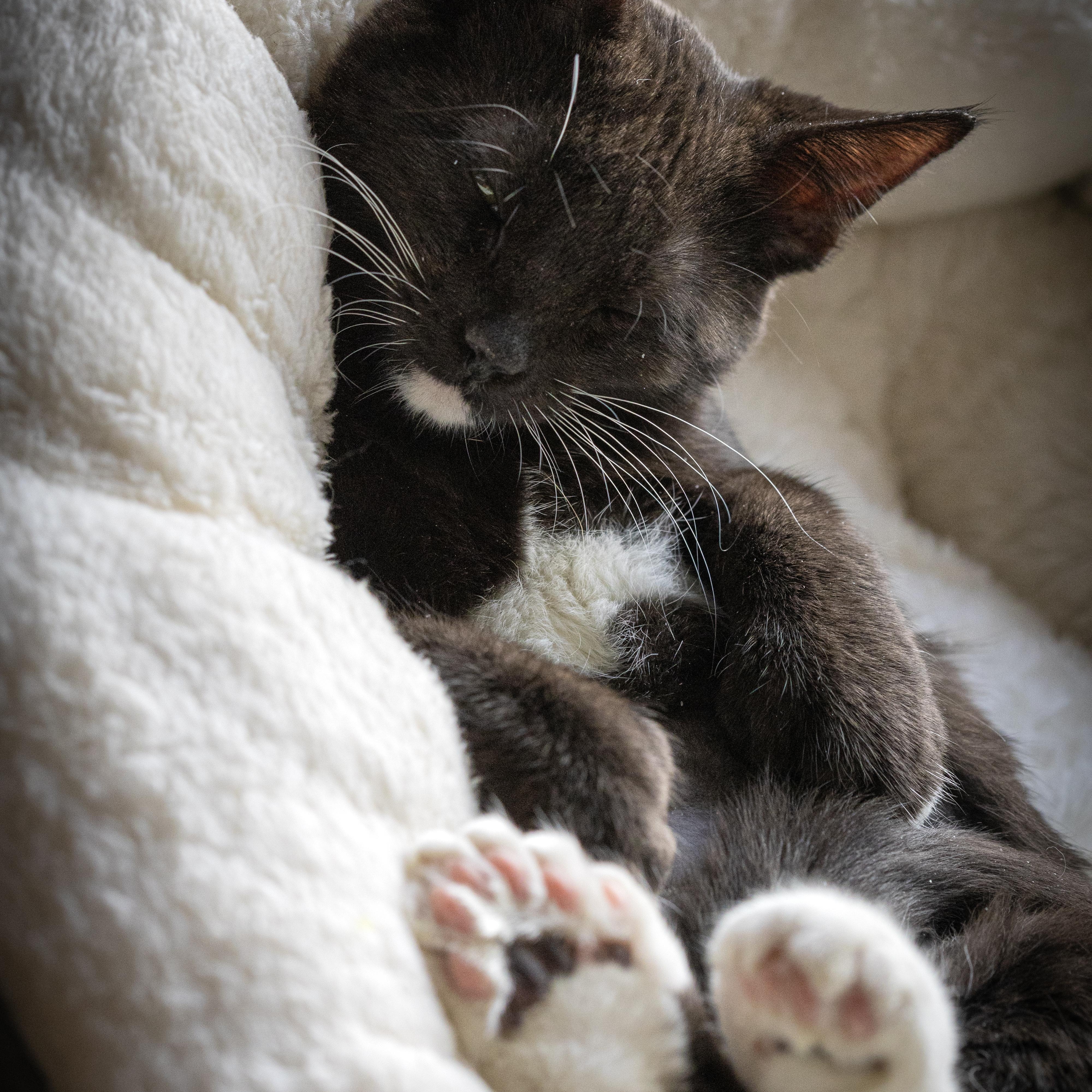 Enlarge Thumbelina Shah, an adopted Domestic Short Hair in Denver, CO image 2/6