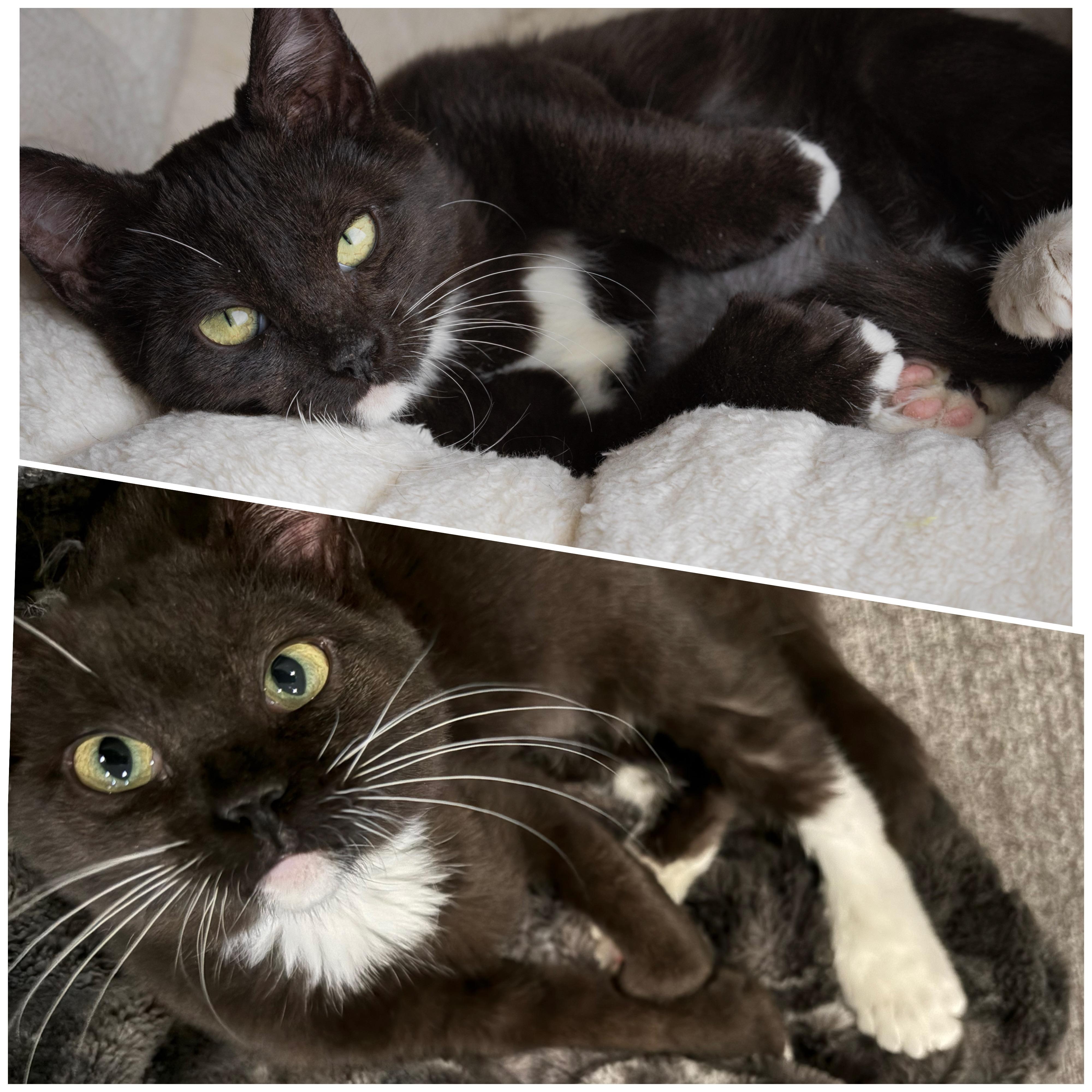 Thumbelina Shah, adopted, Kitten Female Domestic Short Hair.