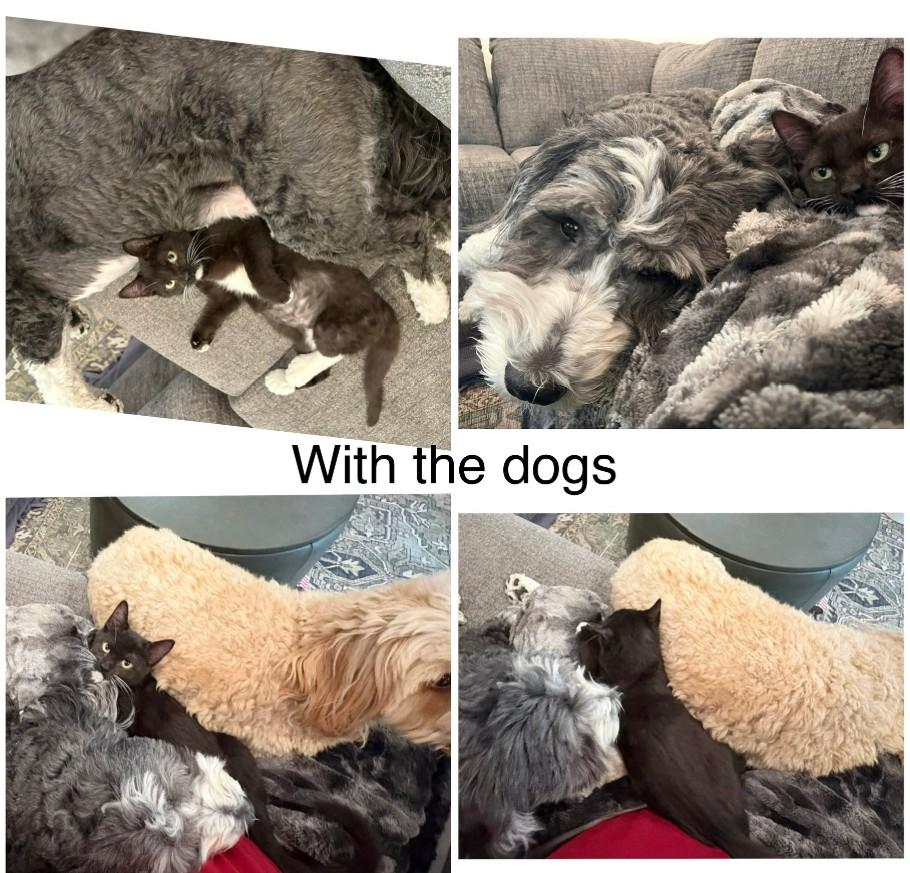 Enlarge Thumbelina Shah, an adopted Domestic Short Hair in Denver, CO image 6/6