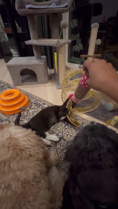 Enlarge Thumbelina Shah, an adopted Domestic Short Hair in Denver, CO video 5/6