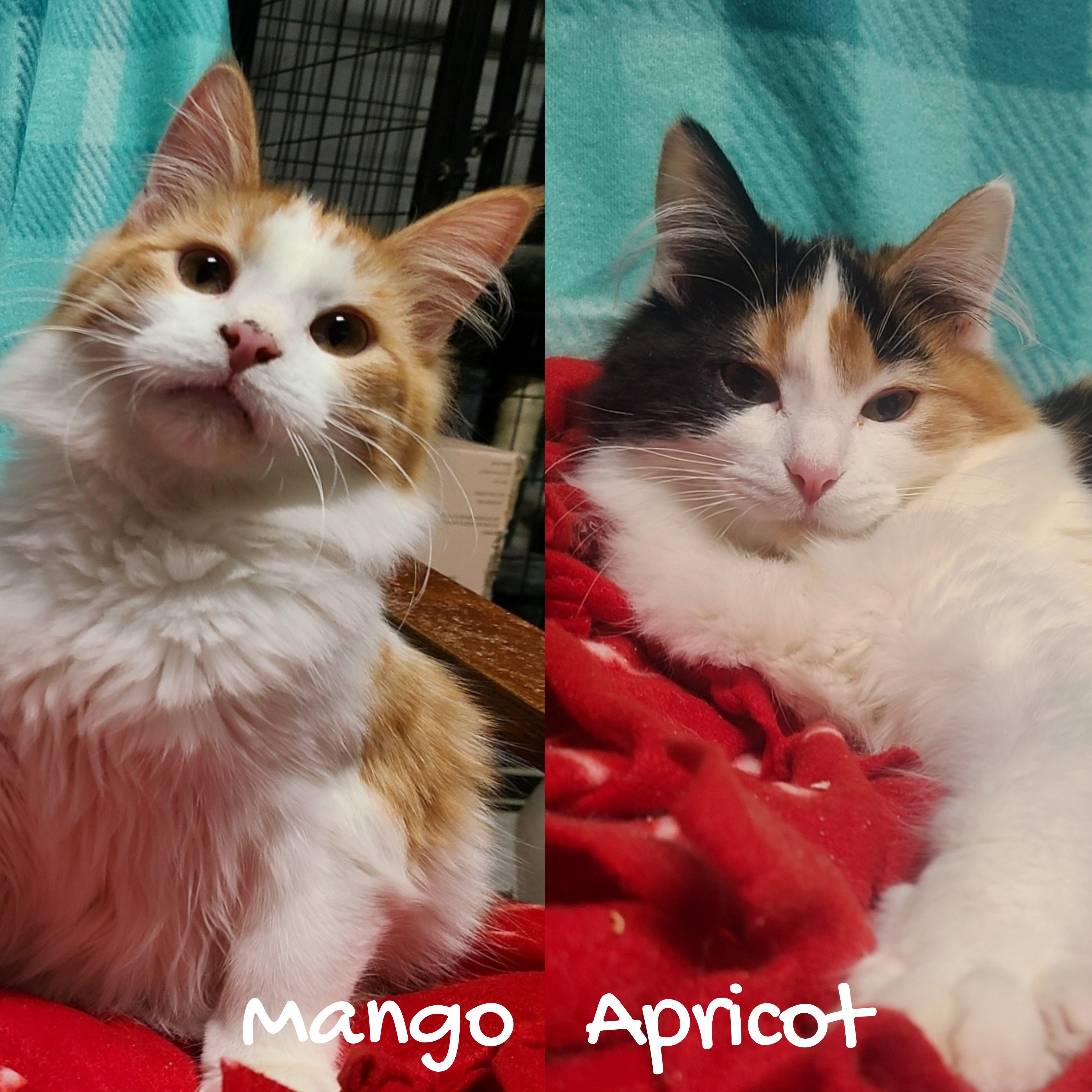 Enlarge MANGO & APRICOT, a ADOPTABLE Domestic Medium Hair in Barron, WI image 1/5