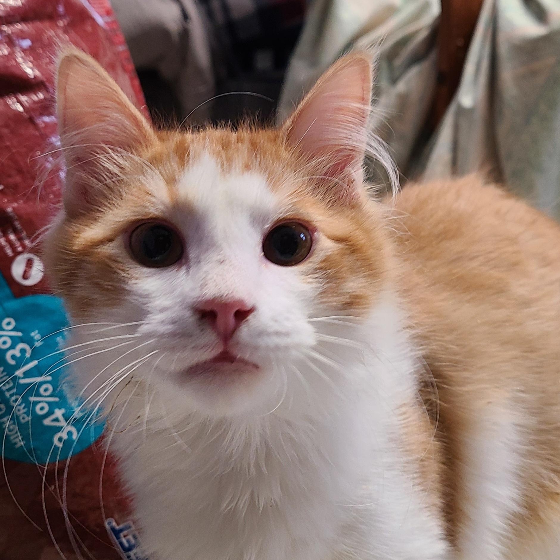 Enlarge MANGO & APRICOT, a ADOPTABLE Domestic Medium Hair in Barron, WI image 4/5