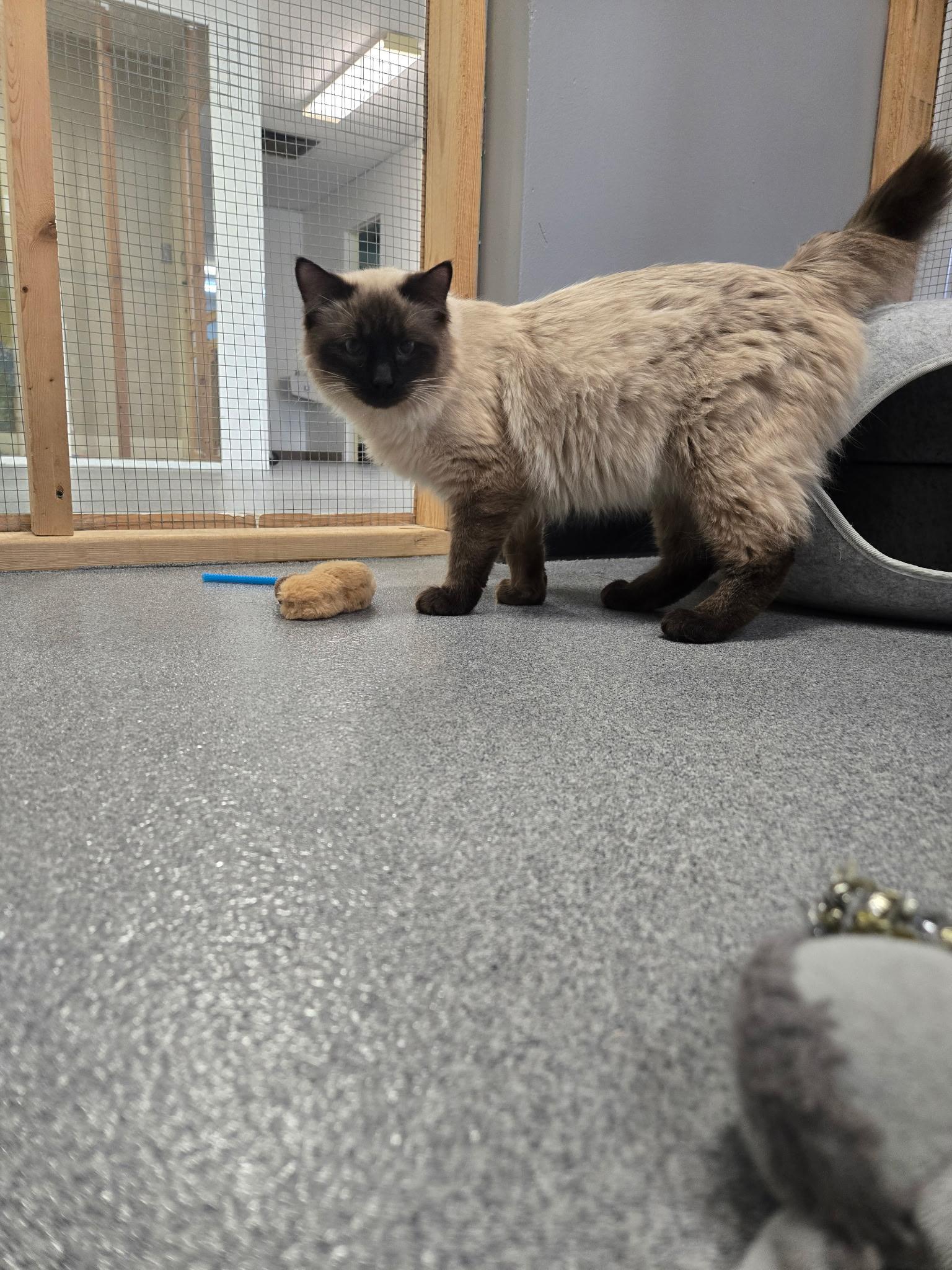 Smokey, a ADOPTABLE mixed breed in Chisholm, MN image 3/5