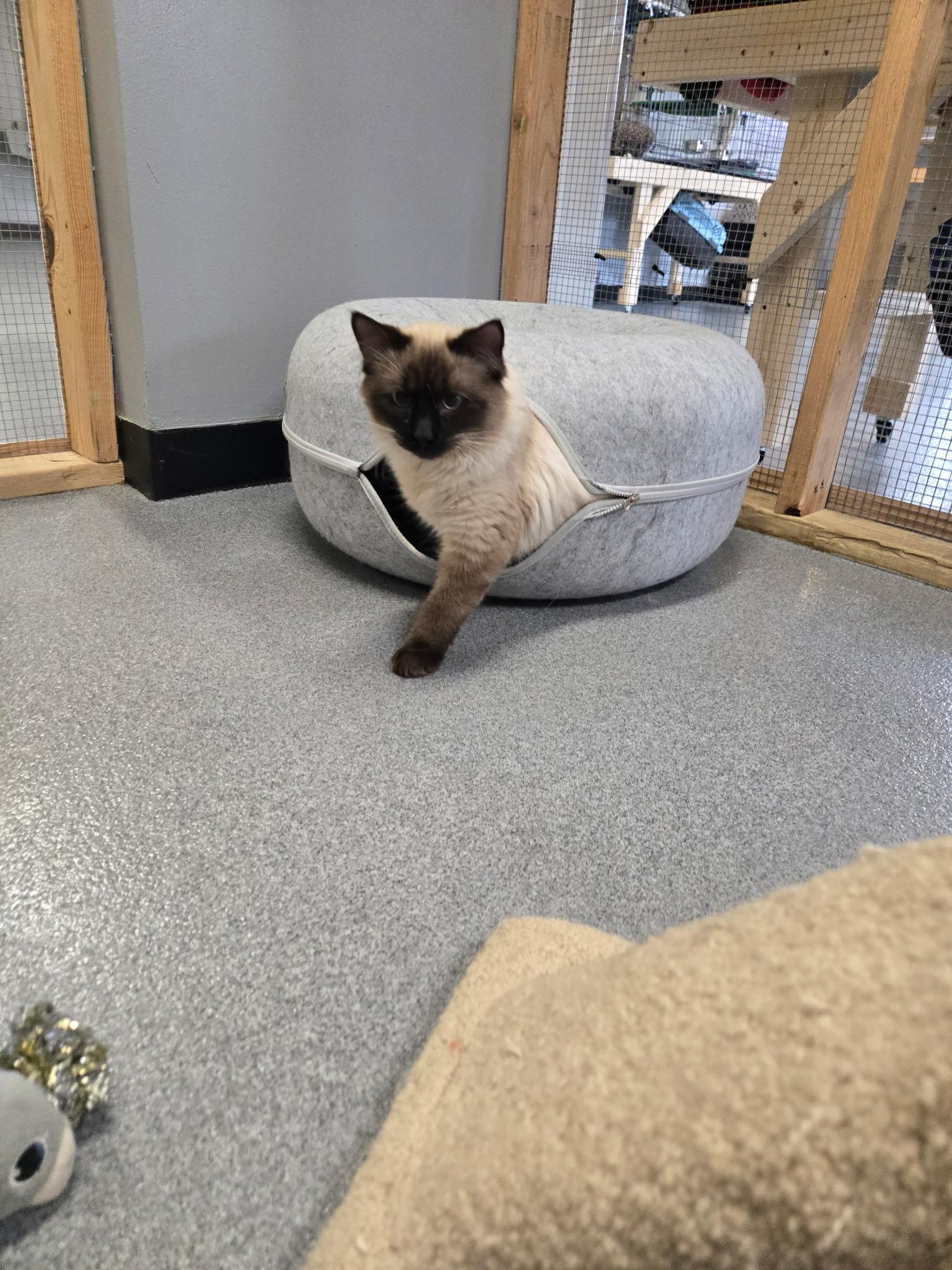 Smokey, a ADOPTABLE mixed breed in Chisholm, MN image 2/5