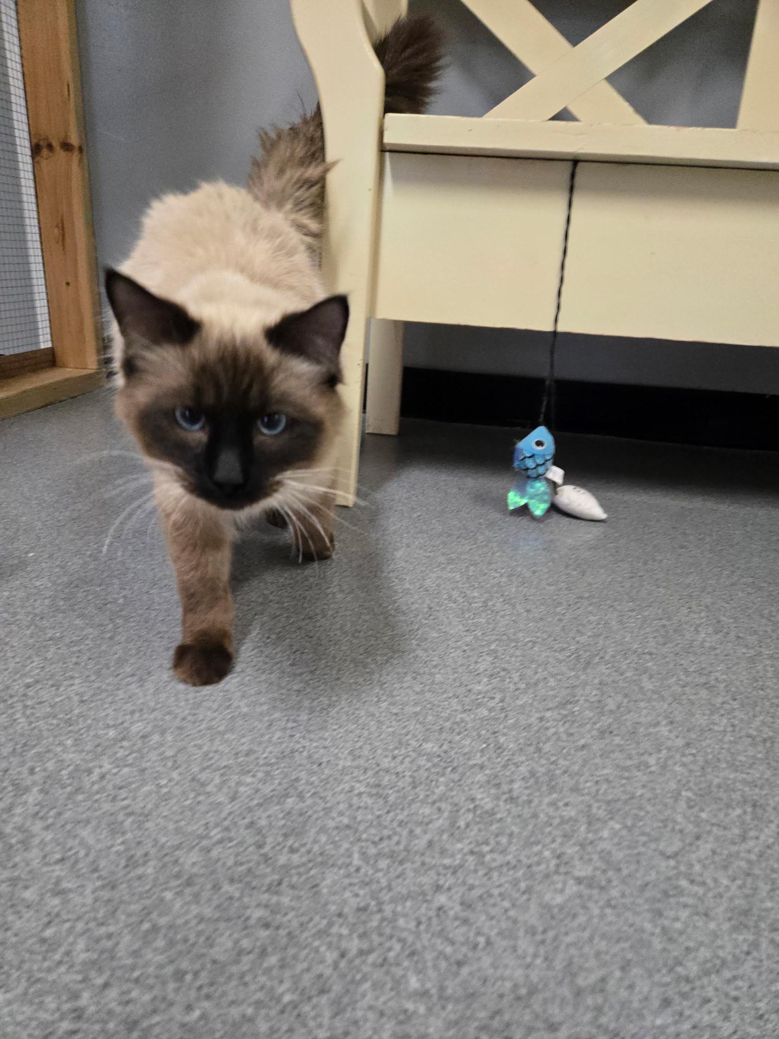 Smokey, a ADOPTABLE mixed breed in Chisholm, MN image 4/5