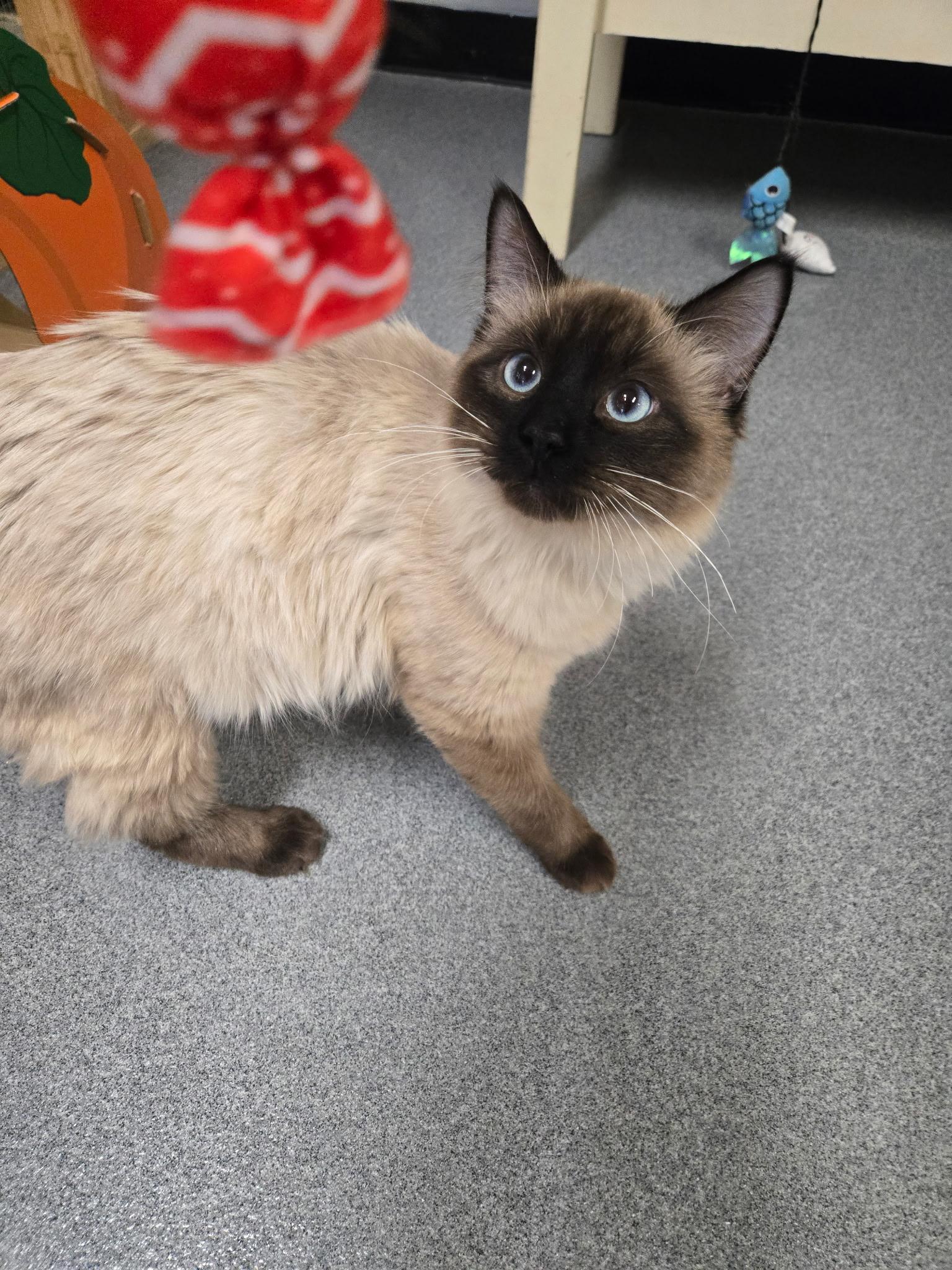 Smokey, a ADOPTABLE mixed breed in Chisholm, MN image 1/5