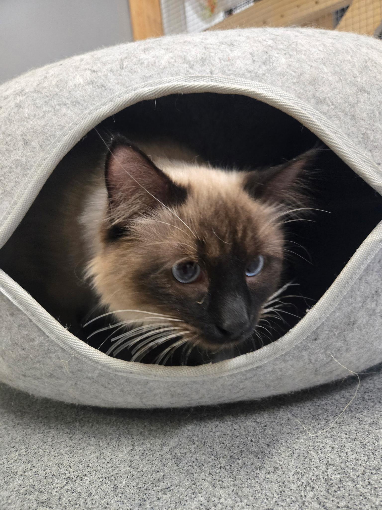 Smokey, a ADOPTABLE mixed breed in Chisholm, MN image 5/5