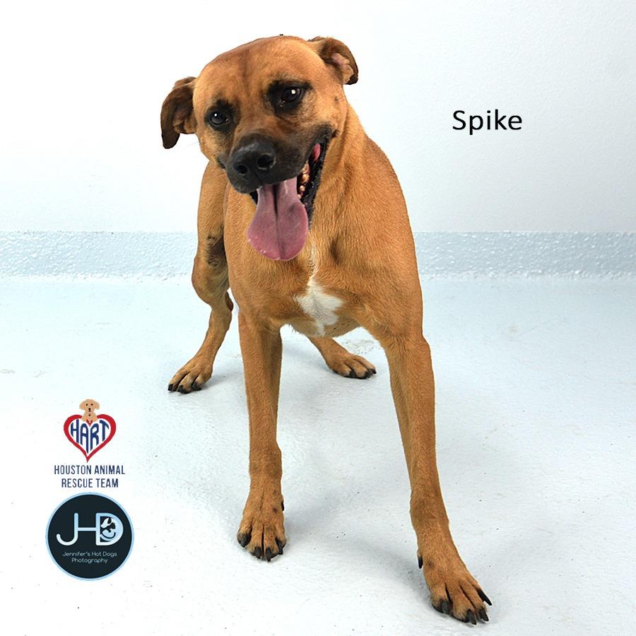 Enlarge Spike, a Adoptable mixed breed in Hockley, TX image 1/4