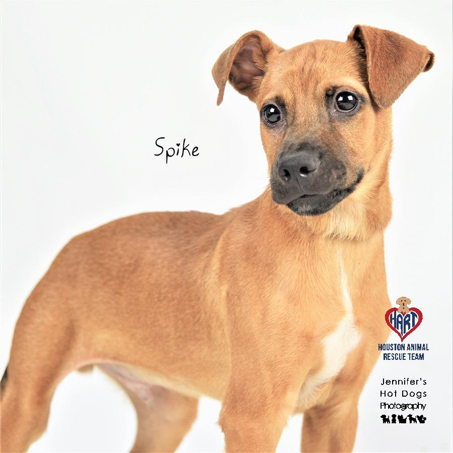 Spike, Adoptable, Adult Male Black Mouth Cur & Boxer.