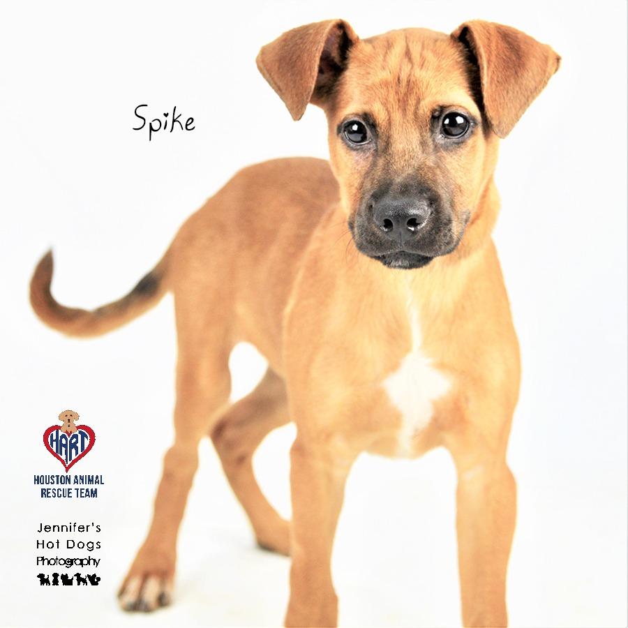 Enlarge Spike, a Adoptable mixed breed in Tomball, TX image 2/6