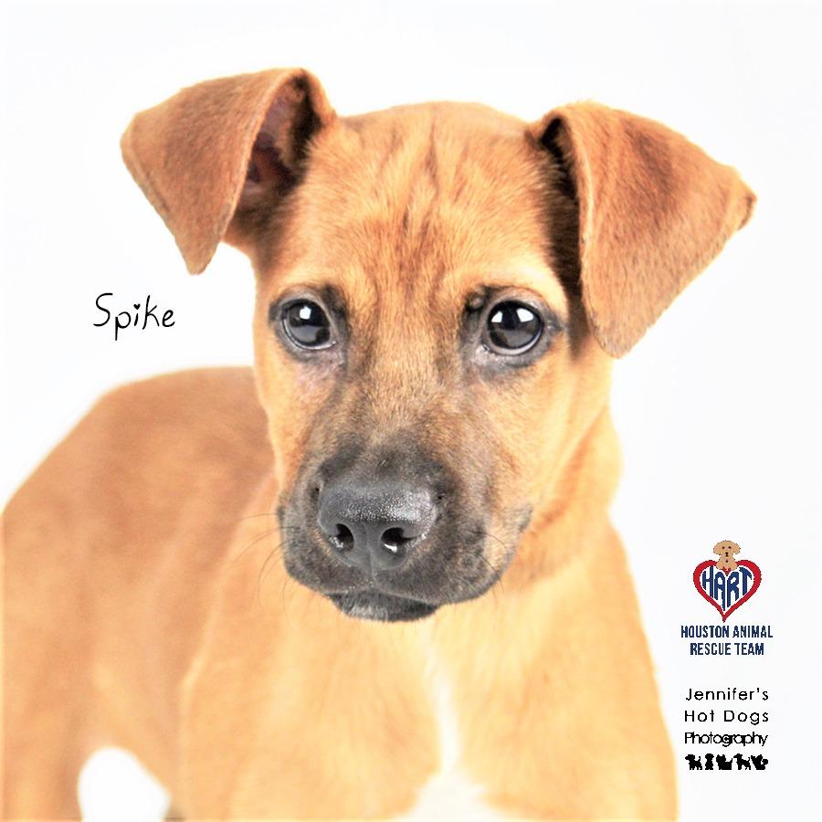 Enlarge Spike, a Adoptable mixed breed in Hockley, TX image 3/3