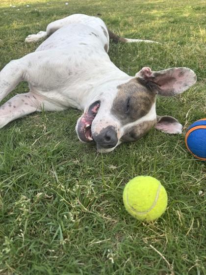 London, Adoptable, Adult Male Mixed Breed & Mixed Breed.