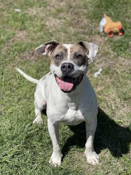 London, Adoptable, Adult Male Mixed Breed & Mixed Breed.