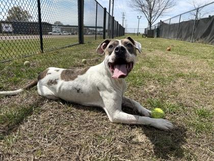 Enlarge London, a Adoptable mixed breed in Memphis, TN image 2/3
