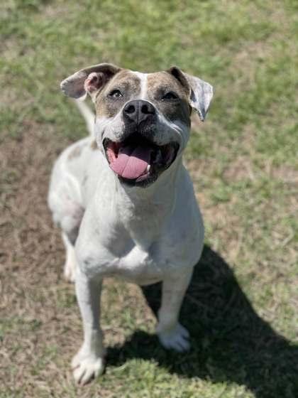 Enlarge London, a Adoptable mixed breed in Memphis, TN image 3/3