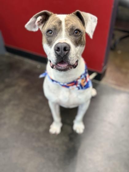 Enlarge London, a Adoptable mixed breed in Memphis, TN image 3/3