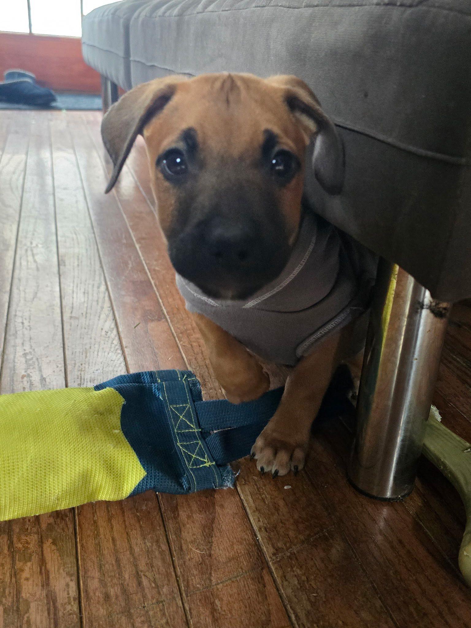 Enlarge Pippin, an adopted mixed breed in Riverdale, NJ image 1/6